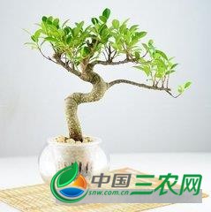 水培榕树的养护管理方法有哪些(水培榕树的养护管理方法)